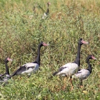 _800Mt Borradaile - Cooper Creek_5670_mm_3_MagpieGeese